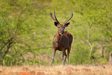 Sambar deer, Rusa unicolor, large animal, Indian subcontinent, Rathambore, India. Deer, nature habitat. Bellow majestic powerful adult animal in dry forest, big animal, Asia. India wildlife. の写真素材