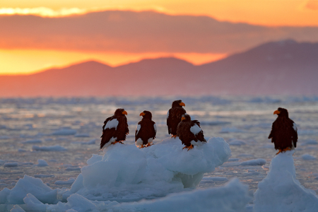 Eagle floating in sea on ice. Beautiful Steller's sea eagle, Haliaeetus pelagicus, flying bird of prey, with sea water, Hokkaido, Japan. Wildlife action behaviour scene, nature. Morning sun, sunrise.の写真素材