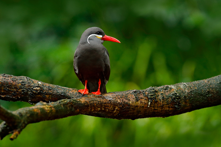 Black Inca Tern, red bill, Peru. Inca Tern, Larosterna inca, bird on the tree branch. Tern from Peruvian coast. Bird in the nature sea forest habitat. Wildlife scene from nature.Bird, white beard. の写真素材