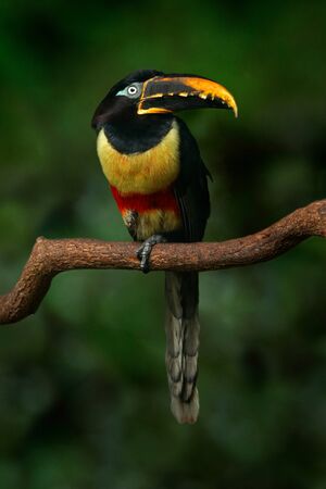 Chestnut-eared Aracari, Pteroglossus castanostis, yellow and black small bird in the nature habitat. Exotic animal in tropical forest, green mountain vegetation, Brazil. Toucan hidden.の写真素材