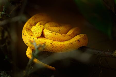 Eyelash Palm Pit Viper. Poison snake from Costa Rica. Yellow Eyelash Palm Pitviper, Bothriechis schlegeli, on green moss branch, nature habitat, Panama. Hidden animal in tropic forest. Wildlife.の写真素材