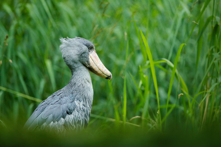 Birdwatching in Africa. Shoebill, Balaeniceps rex, portrait of big beak bird, Uganda. Detail wildlife scene from Central Africa. Rare bird in the green grass forest. Shoebill in the nature habitat. の写真素材