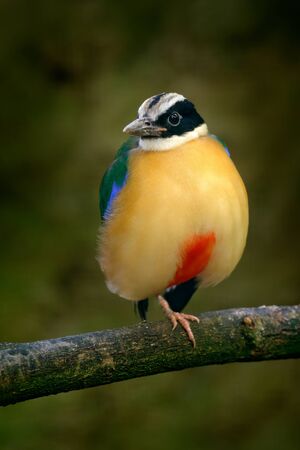 Blue-winged Pitta, Pitta moluccensis, in beautiful nature habitat, Indonesia. Rare bird in the green vegetation. Animal from Asia. Pitta sitting on the branch. Bird from Thailand.の写真素材