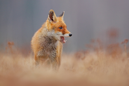 Red fox with open muzzle. Cute Red Fox, Vulpes vulpes, on the meadow. Beautiful animal in the nature habitat. Orange fox, detail portrait, Czech. Wildlife scene from the nature.の写真素材