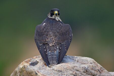 Wings of peregrine falcon. Rainy day with falcon. Peregrine Falcon, bird of prey sitting on the stone in the rock, detail portrait in the nature habitat, Germany. Wildlife scene with bird from Europe.の写真素材