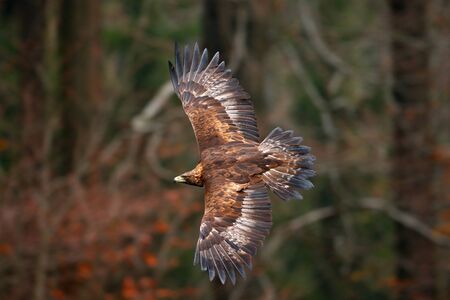 Golden Eagle, flying before autumn forest, brown bird of prey with big wingspan, Norway. Action...