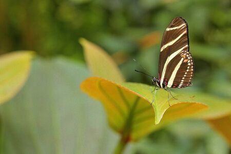 Beautiful butterfly Zebra Longwing, Heliconius charitonius. Butterfly in nature habitat. Nice insect...