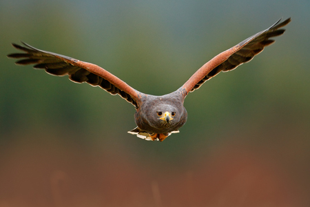 Wildlife animal scene from nature. Bird, face flyght. Flying bird of prey. Wildlife scene from Mexico nature. Florida, USA, wild forest. Bird in fly. Harris Hawk, Parabuteo unicinctus, landing. の写真素材