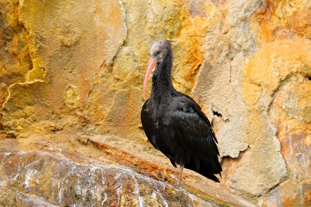 Northern Bald Ibis Geronticus eremita, exotic bird in the nature habitat, bird in rock, sitting on...