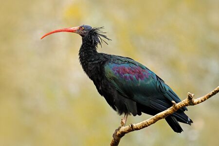 Northern Ibis sitting on the branch. Bald Ibis Geronticus eremita, exotic bird in the nature...