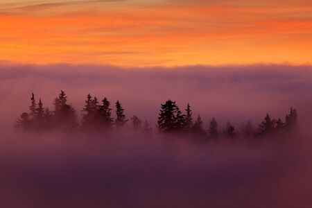 Sumava mountain, Czech Republic. Valley few minutes before sunset  in national park Sumava. Pink and orange morning with stick out top of trees from cloud fog. Misty magic sunrise in wild nature.の写真素材