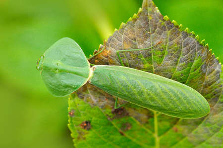 Leaf Mantid, Choeradodis rhombicollis, insect from Ecuador. Beautiful evening back light with wild...