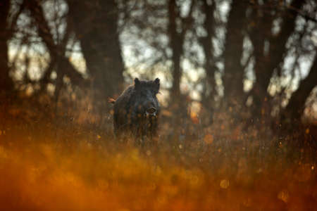 Autumn in the forest. Big Wild boar, Sus scrofa, running  grass meadow, red autumn forest in background. Wildlife scene from nature. Running animal in grass meadow. Wild pig, sunrise forest, Poland.の写真素材