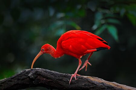 Scarlet Ibis, Eudocimus ruber, exotic bird in the nature habitat, bird sitting on tree branch with...