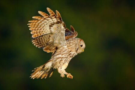 Wild nature with bird. Flying Eurasian Tawny Owl.の写真素材