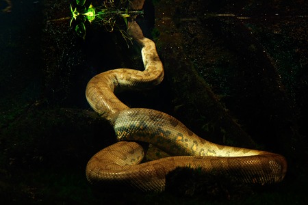 Green anaconda in the dark water, underwater photography, big snake in the nature river habitat, Pantanal, Brazil.の写真素材