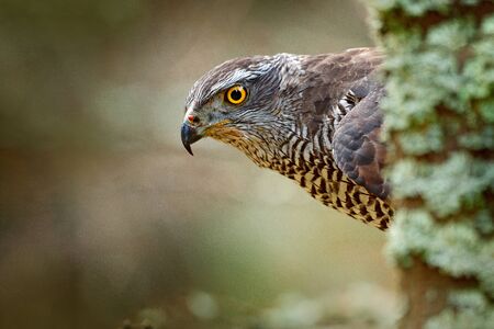 Hidden head portrait of goshawk. Detail of bird of prey Goshawk. Bird hawk sitting on the branch in the fallen larch forest during autumn. Bird goshawk hidden behind the tree trunk. Goshawk in Norway.の写真素材