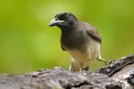 Brown Jay, Cyanocorax morio, bird from green Costa Rica forest, in the tree habitat. Detail of...