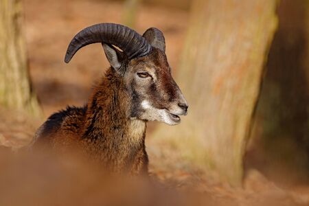 Mouflon, Ovis orientalis, forest horned animal in the nature habitat, portrait of mammal with big horn, Praha, Czech Republic. Wildlife in the forest.の写真素材