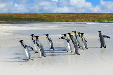 Group of king penguins coming back together from sea to beach with wave a blue sky, Volunteer Point, Falkland Islands. Wildlife scene from nature. cold winter with penguins.  Animal from Antarctica. の写真素材