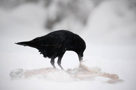 Raven with hare carcass during snow storm. Strong wind with snow during winter. Raven, black bird...