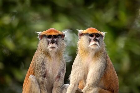 Patas Hussar monkey, Erythrocebus patas, sitting on tree branch in dark tropic forest. Animal in nature habitat, in forest. Detail portrait of two monkey from central Africa. Green wildlife, Senegal.の写真素材