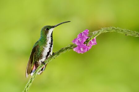 Hummingbird Green-breasted Mango sitting on pink flower. Wild tropic bird in the nature habitat, wildlife, Costa rica. Pink bloom with tinny bird. の写真素材