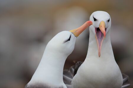 Albatross with open bill. Albatross courtship. Bird love. Pair of birds Black-browed albratros. Beautiful sea bird sitting on cliff. Albatross with dark blue water in the background, Falkland Island. の写真素材