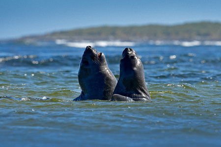 Elephant seal, Mirounga leonina, fight in blue ocean waves. Seal with rock in the background. Two big sea animal in the nature habitat in Falkland. Elephant seal in nature. Duel in sea water.の写真素材