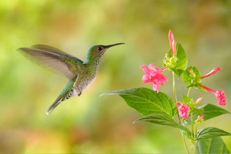 Birdwatching in South America. Flying hummingbird White-necked Jacobin (female) next pink red flower, Florisuga mellivora, from Rancho Naturalista, Costa Rica.の写真素材