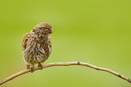 Little Owl, Athene noctua, bird in the nature habitat, clear green background. Bird with yellow eyes, Hungary. Wildlife scene from nature. Animal behaviour in habitat.の写真素材