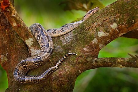 Snake on the tree trunk. Boa constrictor snake in the wild nature, Belize. Wildlife scene from...