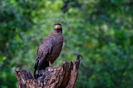 Crested serpent eagle,Spilornis cheela. Sri lankan eagle, perched on trunk in forest environment, looking for prey. Wildlife photography. Wilpattu national park, Sri Lanka, wildlife. Bird in habitat.の写真素材