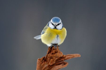 Cute little bird in the nature. Blue Tit, cute blue and yellow songbird in winter scene, snow flake and nice snow flake and nice lichen branch, Germany, Face portrait.の写真素材