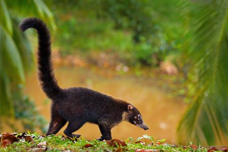 Raccoon, Procyon lotor, walking around river in National Park Manuel Antonio, Costa Rica, Animal in the forest. Raccoon with long tail. Mammal in the nature habitat. Animal from tropic Costa Rica.の写真素材