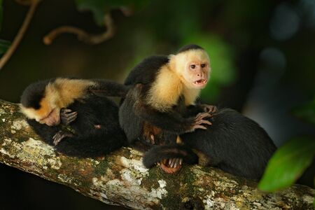 White-headed Capuchin, Cebus capucinus, black monkey sitting on the tree branch in the dark tropic...
