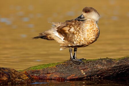 Bird, wildlife nature.Duck in the blue water. Kelp goose, Chloephaga hybrida, is a member of the duck, goose. It can be found in the Southern part of South America; in Patagonia, Falkland Islands. の写真素材