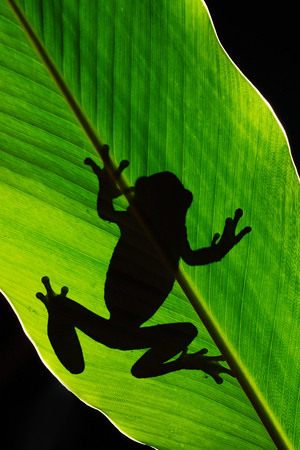 Art view of nature. Morelet's Tree Frog, Agalychnis moreletii, in the nature habitat, night image. Frog with big green leave, back light. Animal in tropic forest, Belize. Dark frog in rain jungle.の写真素材