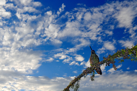 Beautiful bird in the nature forest habitat with blue sky and clouds. Detail of shiny glossy bird. Magnificent Hummingbird, Eugenes fulgens, nice bird on moss branch. の写真素材