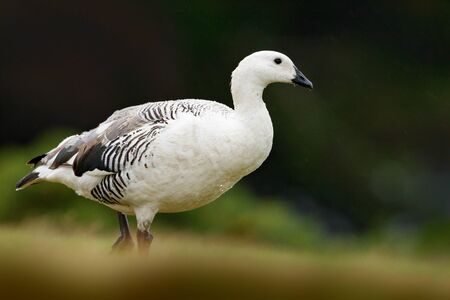 White bird with long neck. White goose in the grass. White bird in the green grass. Goose in the...
