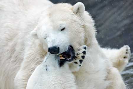 Two polar bear fighting on drift ice in Arctic Svalbard. Detail of fight. Big dangerous animal from Arctic. の写真素材