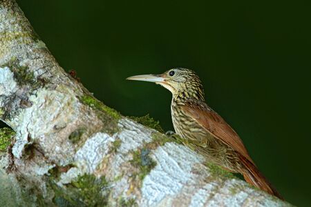 Ivory-billed woodcreeper, Xiphorhynchus flavigaster, exotic tropic brawn bird form Costa Rica. Tanager from tropic forest. Close-up portrait of nice animal in habitat. Birdwatching in South America.の写真素材