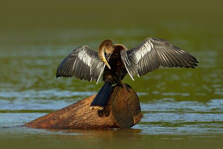 Anhinga, water bird in the river nature habitat. Water bird from Costa Rica. Heron in the water....