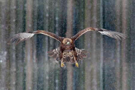 Flying birds of prey golden eagle with large wingspan, photo with snow flake during winter, dark...