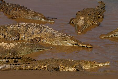 American crocodile, Crocodylus acutus, three animals in the river water. Wildlife scene from nature. Crocodiles from river Tarcoles, Costa Rica. Danger animals in the water. Dark river with crocodiles.の写真素材