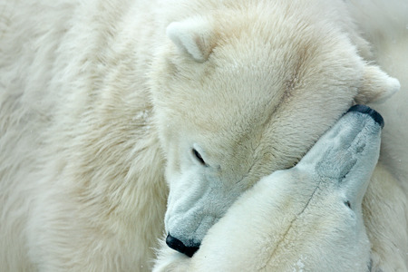 Two polar bear fighting on drift ice in Arctic Svalbard. Detail of fight. Big dangerous animal from Arctic. Two head of bear. Animal love. Funny image from nature.の写真素材