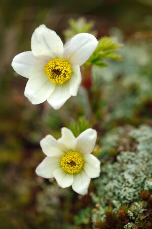 Alpine Pasqueflower or Alpine Anemone, Pulsatilla alpina, white wild plant, two blooms, in the...