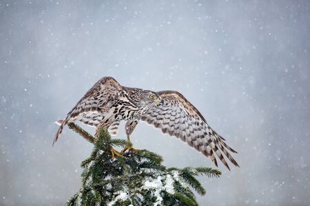Goshawk on spruce tree, Germany. Northern Goshawk landing on spruce tree during winter with snow. Wildlife scene from winter nature. Bird of prey in the forest habitat. の写真素材