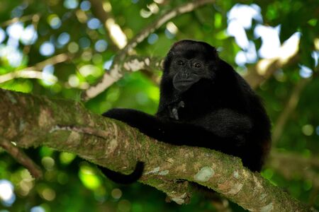 Mantled Howler Monkey Alouatta palliata in the nature habitat. Black monkey in the forest. Black monkey in the tree. Animal in Costa Rica national park. Animal in the tropic forest. の写真素材