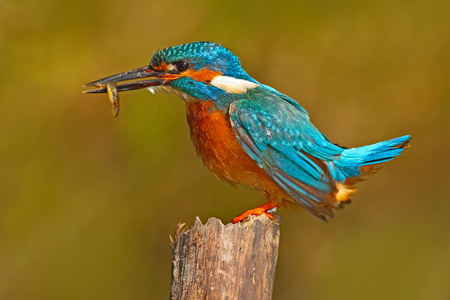 Bird with fish. Bird Common Kingfisher with fish in bill. Beautiful orange and blue bird sitting on the tree trunk. Bird with fish in beak. Wildlife river scene with kingfisher. Action bird scene. の写真素材